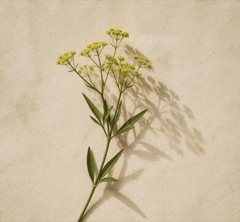 Bupleurum root plant