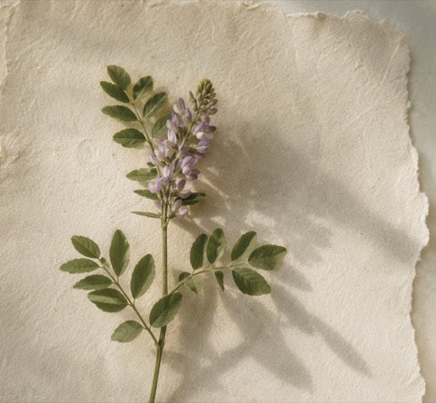 Licorice root plant
