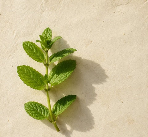 Mint leaf plant