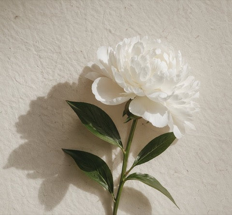 White peony root plant