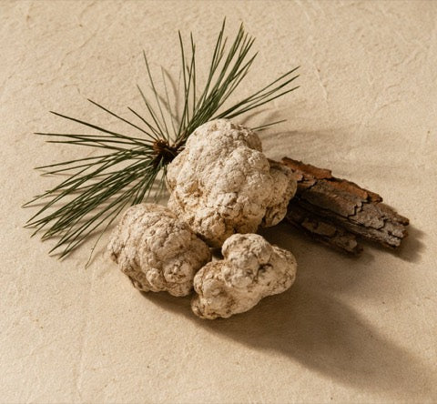 Poria mushroom plant